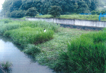 阿島すすきの会 