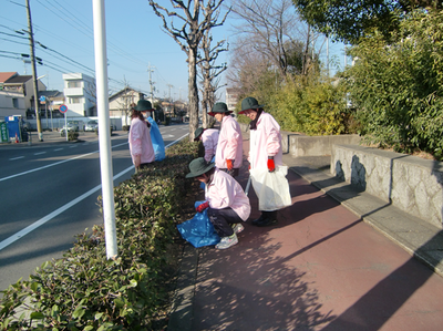コスモス